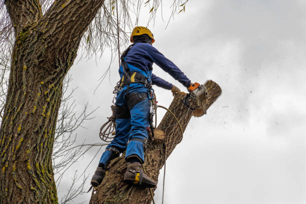 Trusted Wixom, MI Tree Service Experts